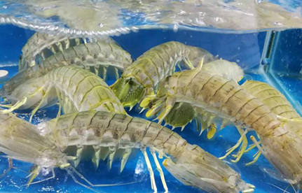 海鲜怎么入口报关？有哪些注重事项？